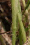 Hairy spiderwort